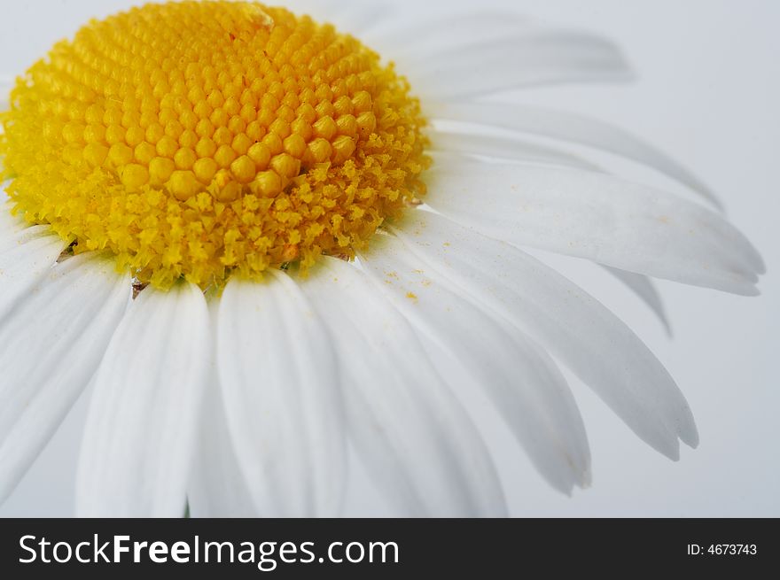 Close up camomile flower on white background