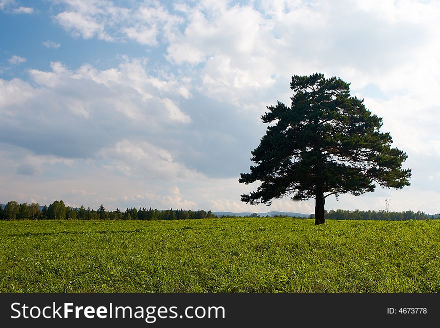 Alone tree in field under blue sky