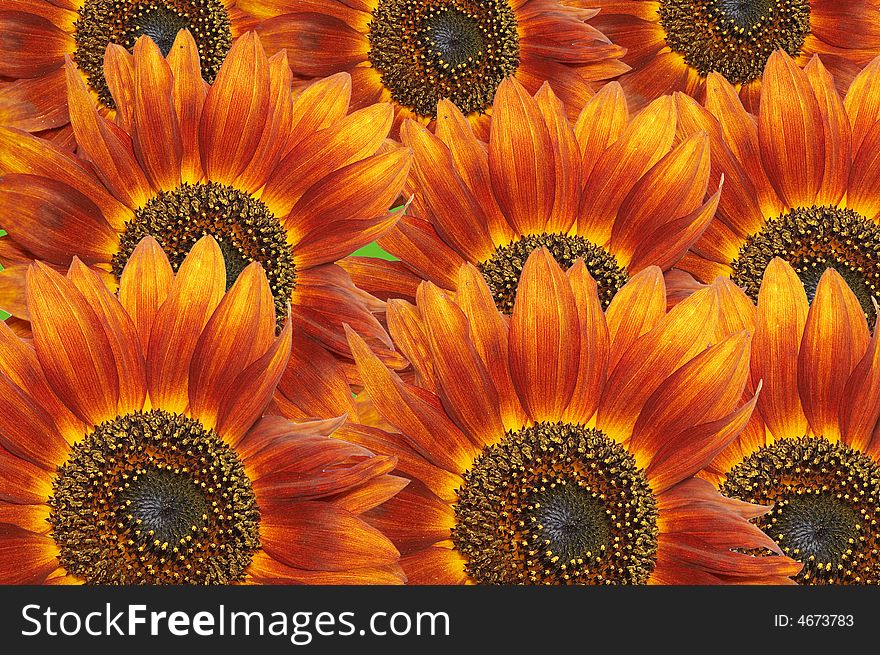 Orange sunflowers flower colorful background. Orange sunflowers flower colorful background