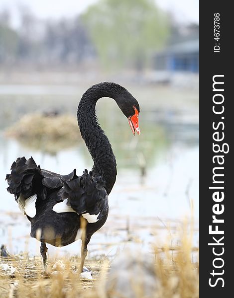 A black swan beside the lake