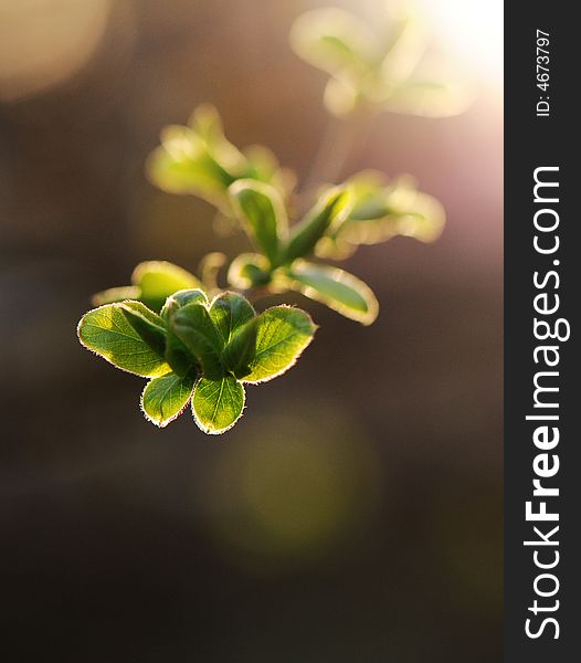 Beautiful fresh green leaves under sunshine. Beautiful fresh green leaves under sunshine