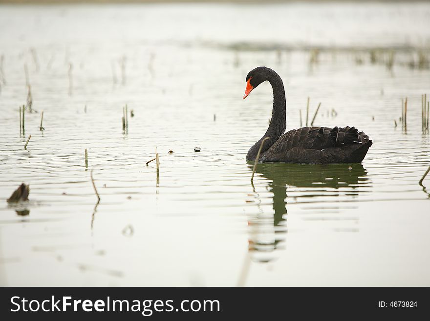 A black swan in lake