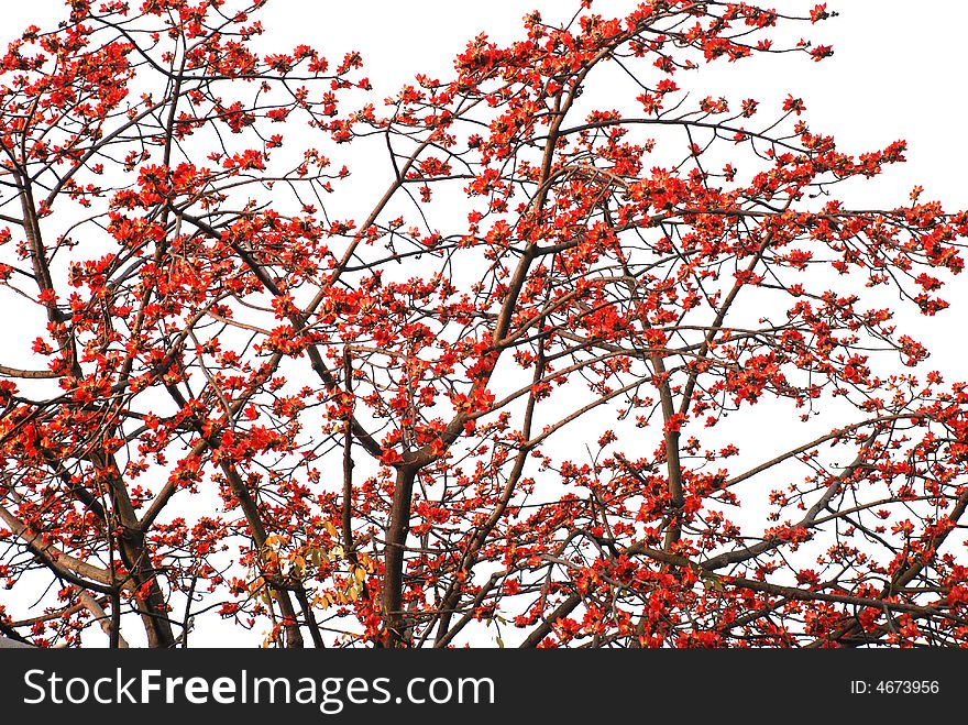 Red kapoks thickly dotted on the ceiba tree in the spring days. Red kapoks thickly dotted on the ceiba tree in the spring days.