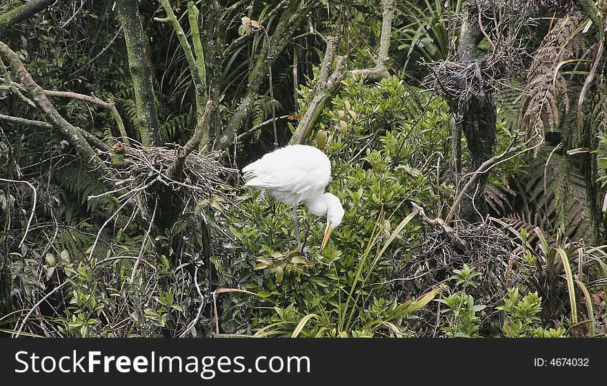 New Zealand White heron,endangered bird