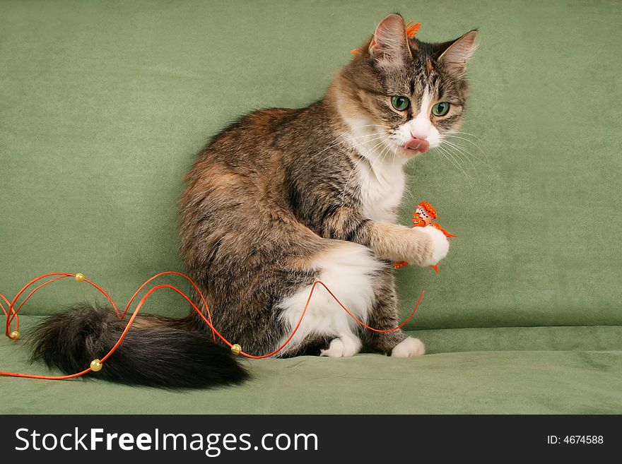 Cat and butterfly in her paw is butterfly