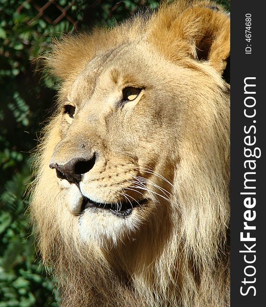 Male Lion taking in the sun