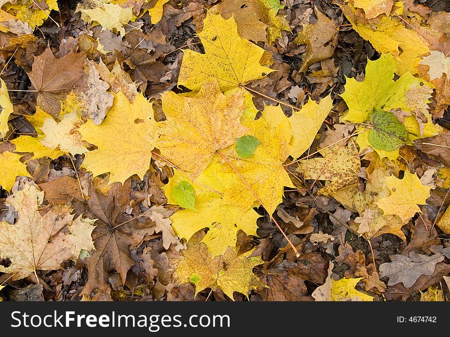 Autumn leaves on the ground. May be used as wallpaper. Another texrures see in my portfolio.