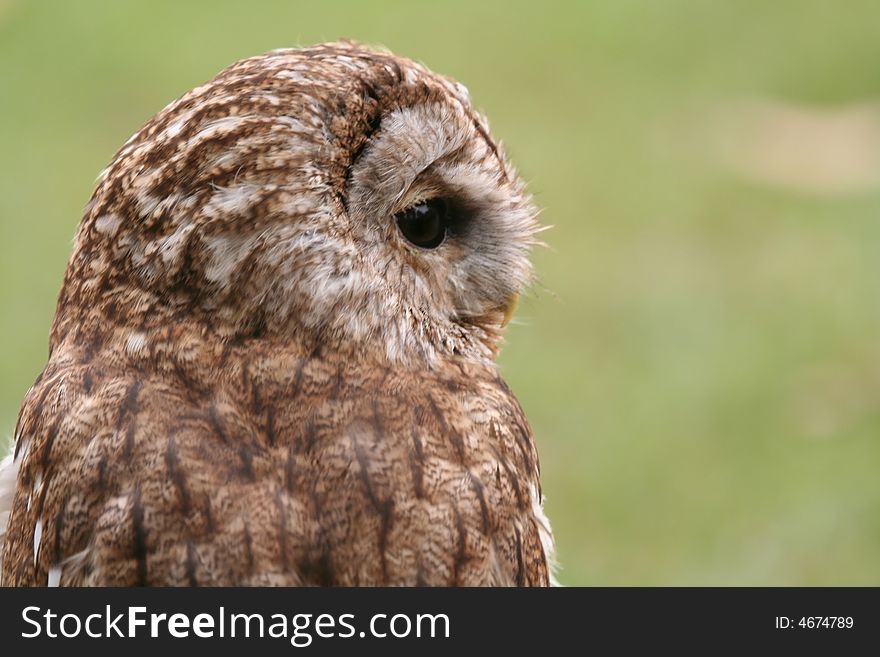 Brown Owl in daylight against a green background