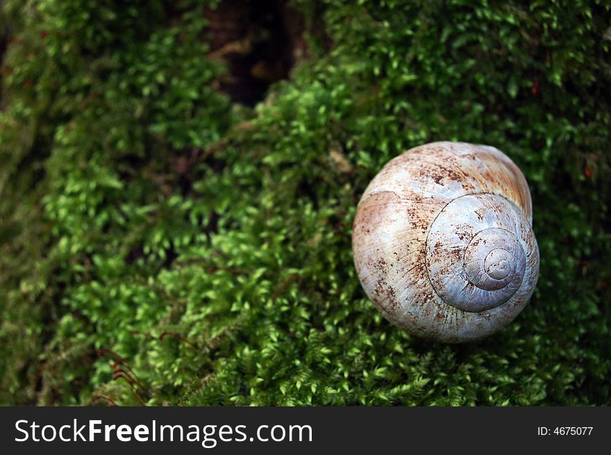 Detail of the snail shell. Detail of the snail shell