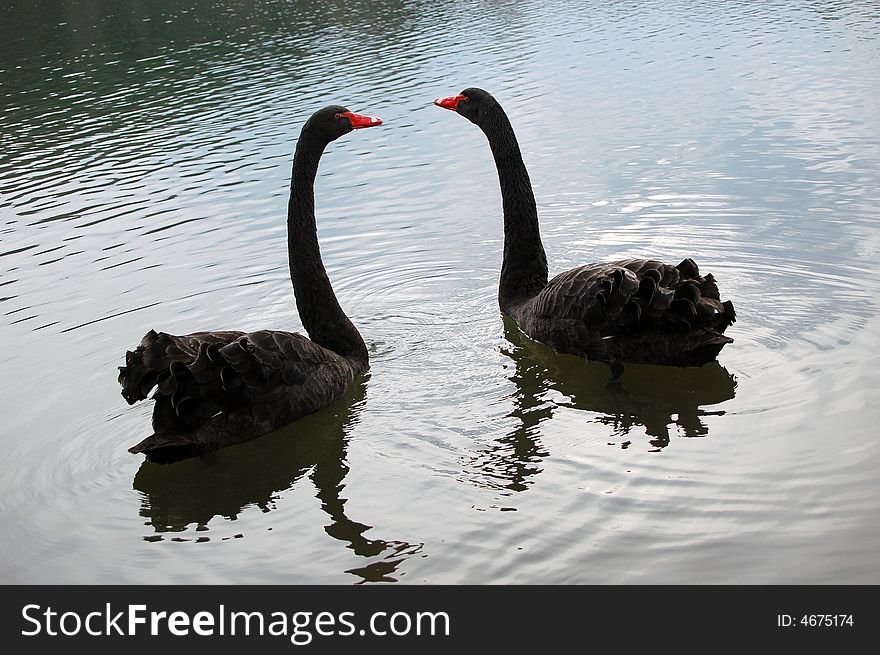 Black swans swimming at the lake