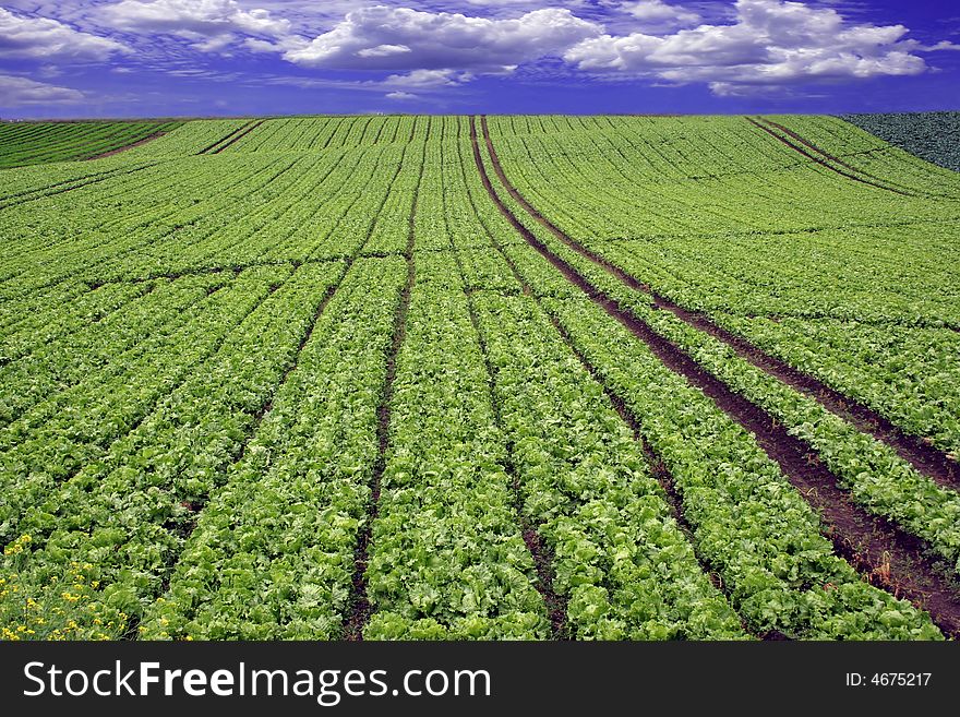 Green planted field and deep blue sky