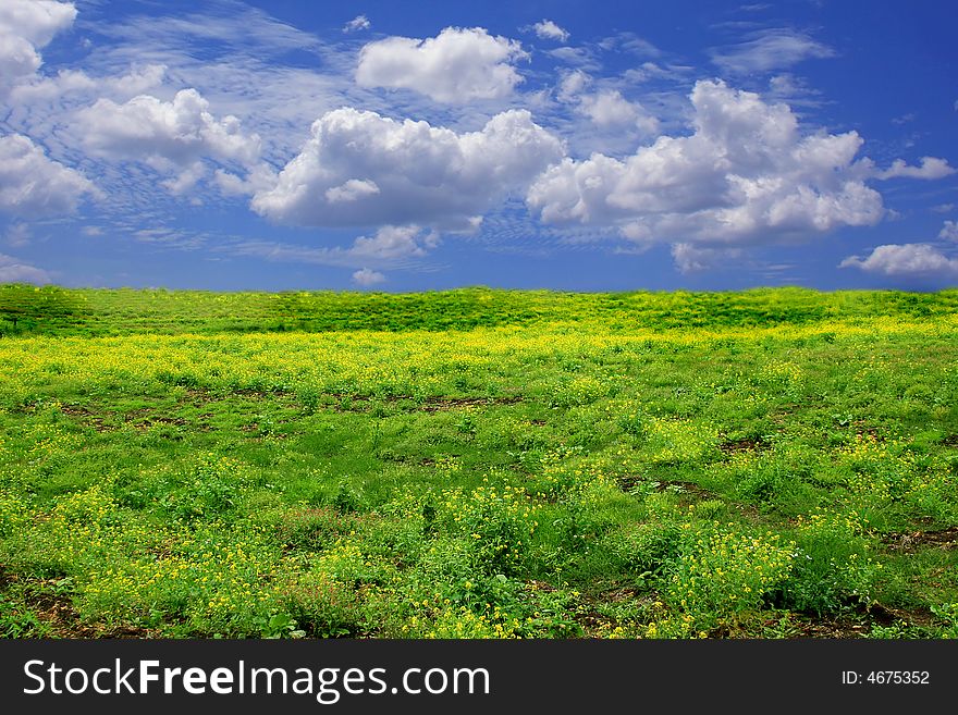 Field of flowers and blue sky. Field of flowers and blue sky