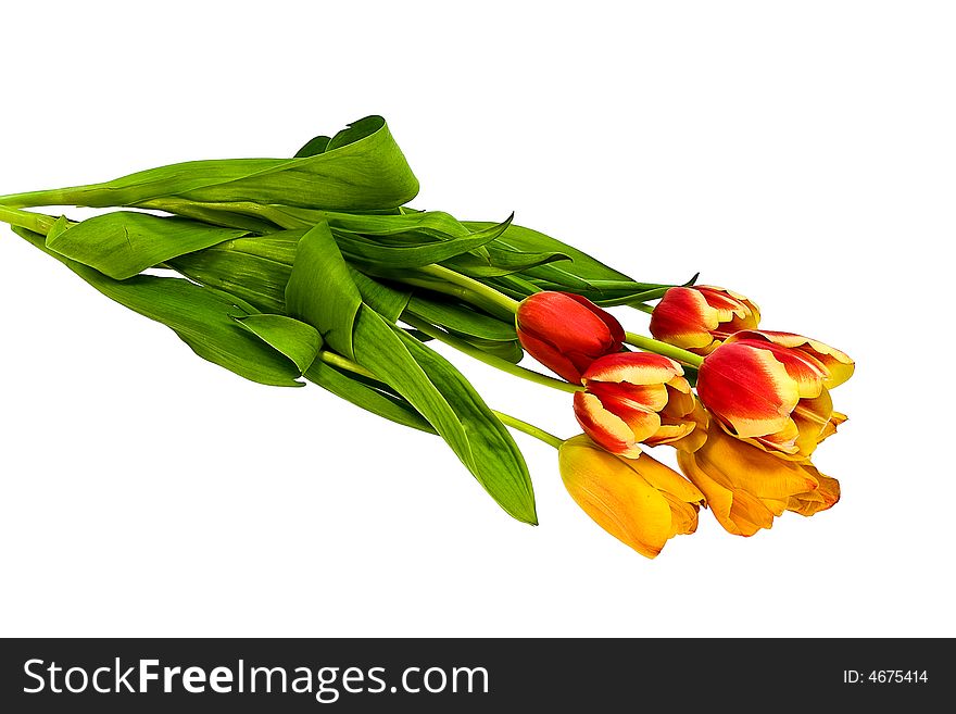 Spring tulips on the uniform background