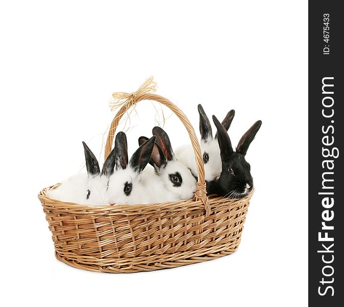 Five bunnies in a basket isolated on white. Five bunnies in a basket isolated on white