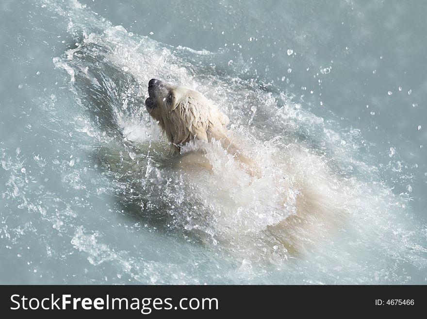 Polar Bear cub. Mother of a bear floats behind.