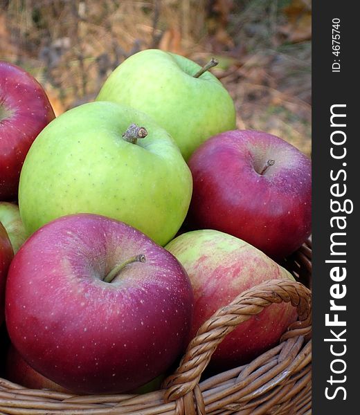 REd and green apples in a basket with woods behind. REd and green apples in a basket with woods behind