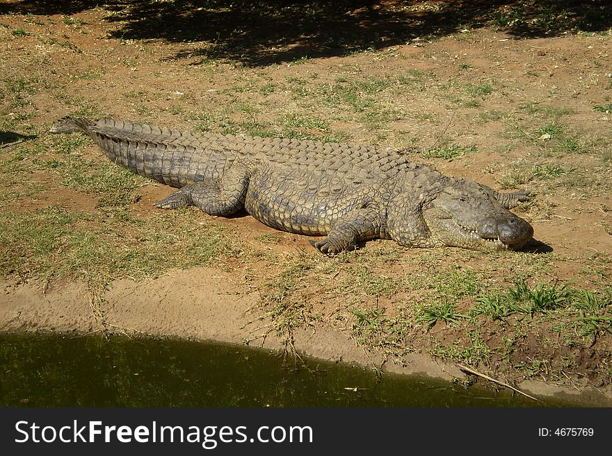 Crocodile, Wild, Outside, Lazy, Grass, Leather, Shadow, Colour, Big, Sunlight, Green, Sand, Reserve, Africa, Exciting, Danger