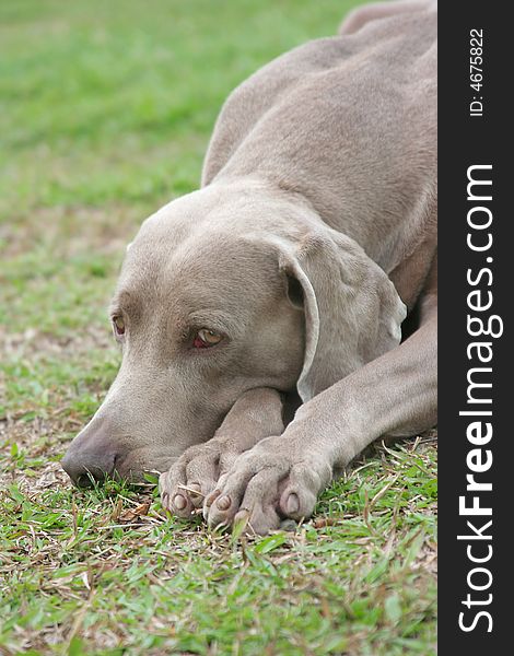 Weimaraner Dog Resting on green grass