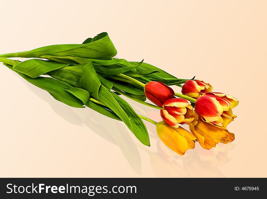 Spring tulips on the uniform background
