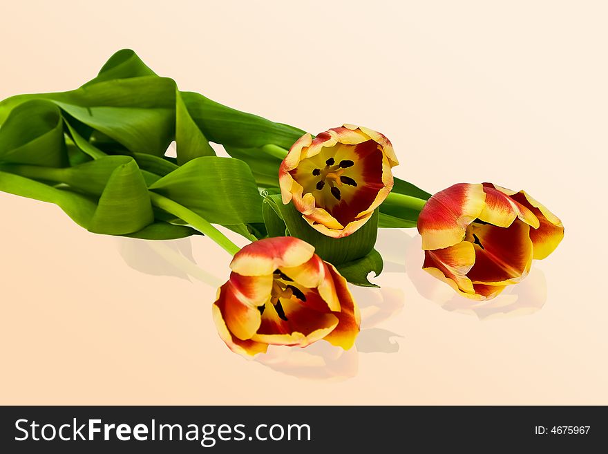 Spring tulips on the uniform background