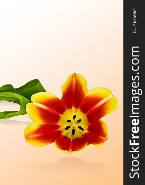 Spring tulip on the uniform background