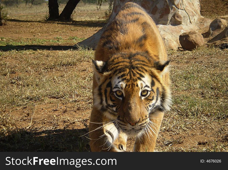 Walking, Tiger, Eyes, Tree, Africa, Wild, Animal, Fur, Sand, Outdoors, Danger