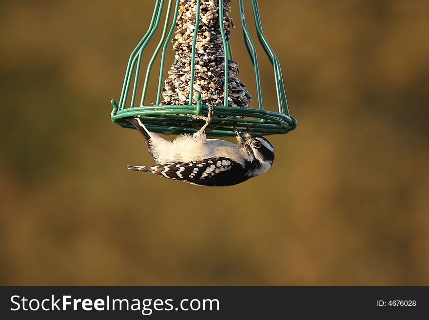 Downy Woodpecker caught in a humorous predicament.