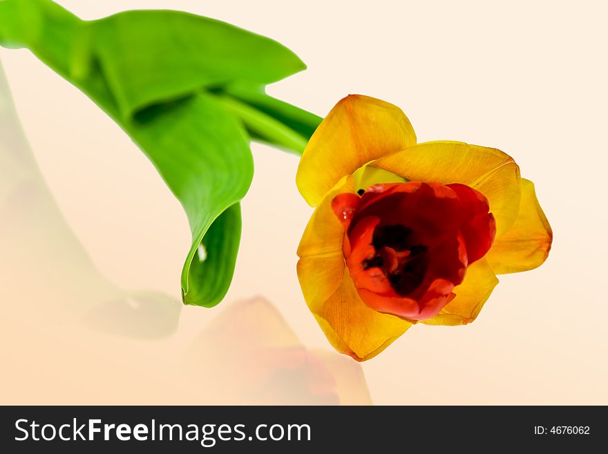 Spring tulip on the uniform background