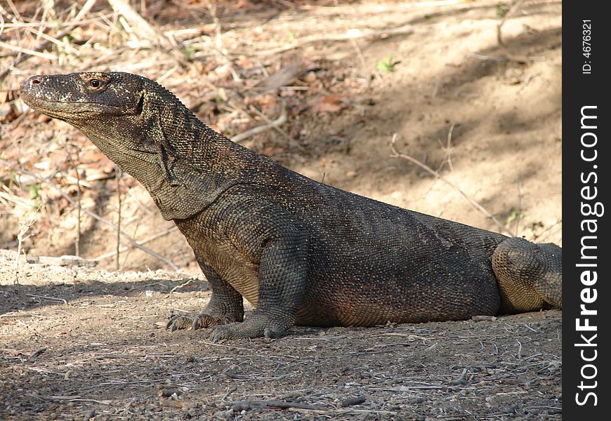 Komodo Dragon taken on Rinca island indonesia