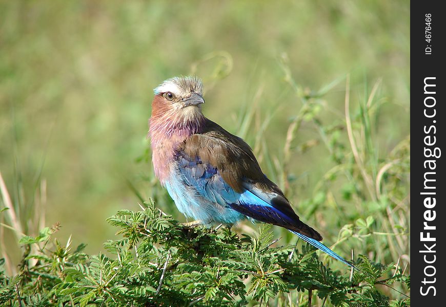 Lilac breasted roller taken in Tanzania