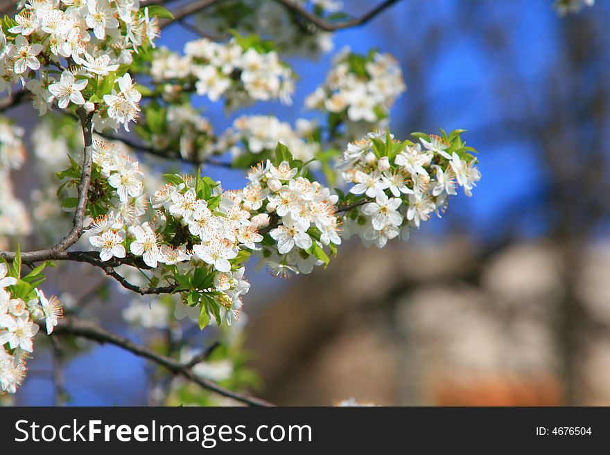 A tree with white flowers. A tree with white flowers