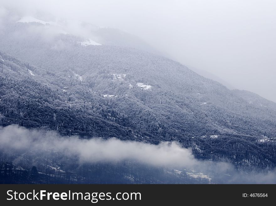 After a snowfall - trees and snow in blue light