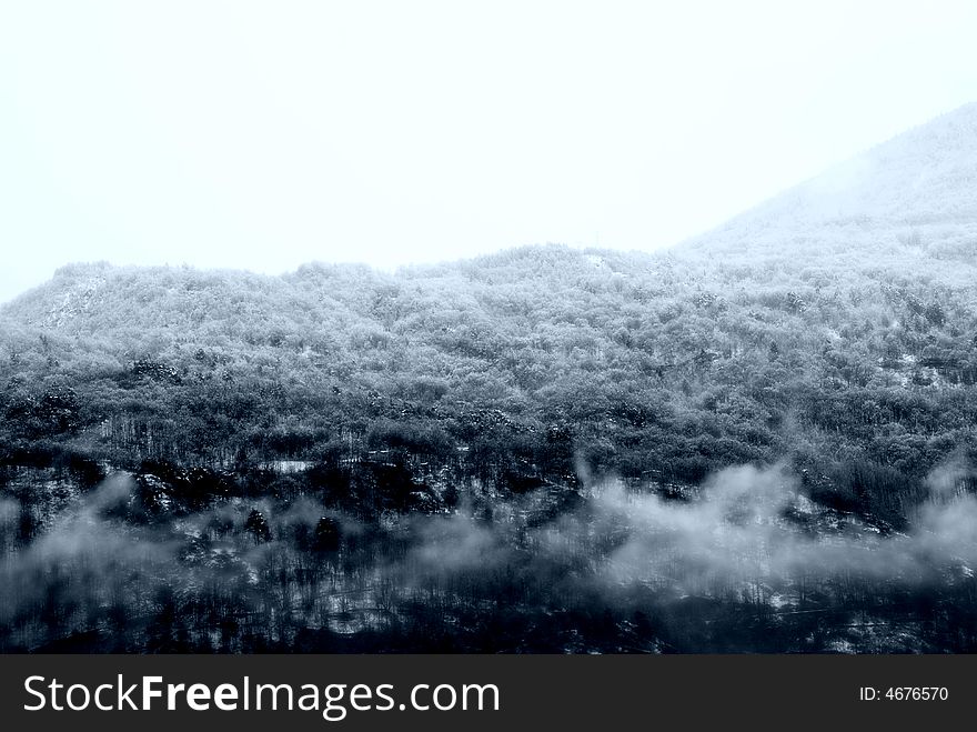 After a snowfall - trees and snow in blue light