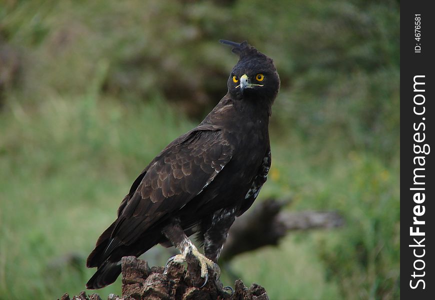 Long Crested Eagle searching for prey