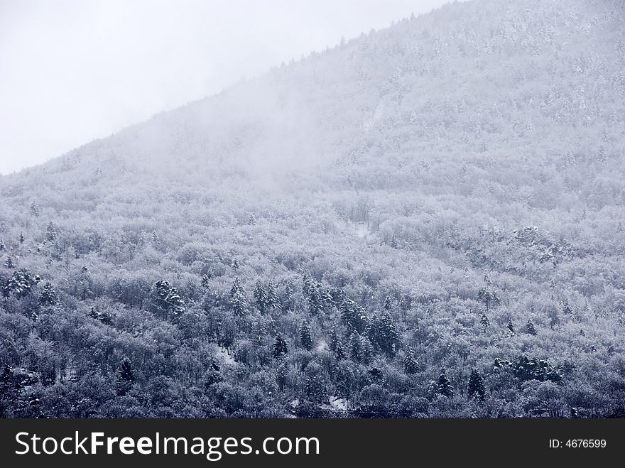 After a snowfall - trees and snow in blue light