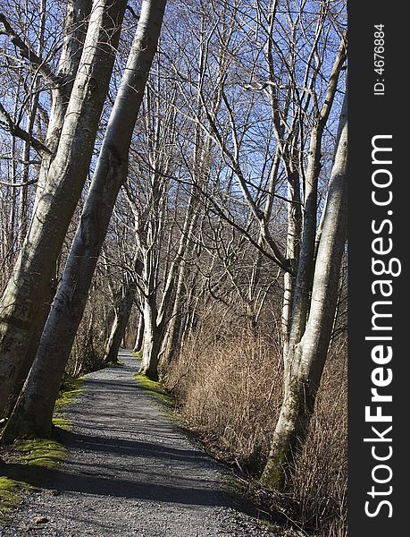 The trees are not yet in leaf along this empty woodland path. The trees are not yet in leaf along this empty woodland path.