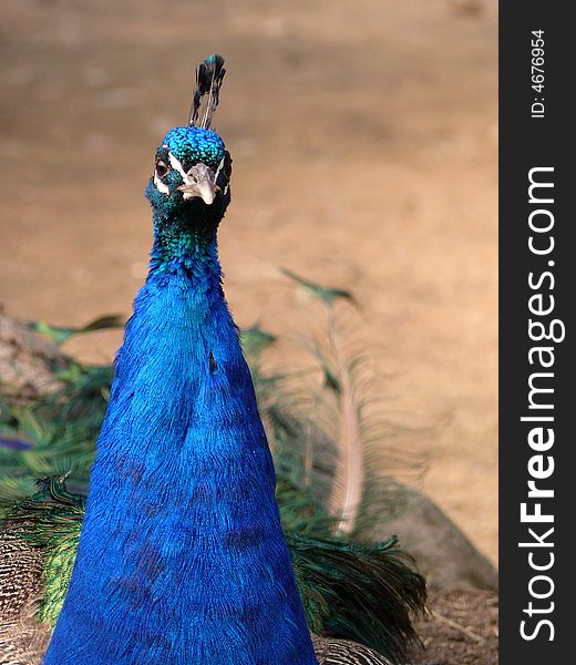Portrait of a beautiful, blue peacock in zoo Jihlava in Czech republic