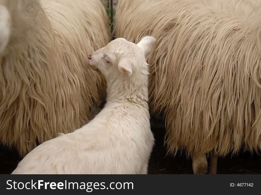 Lamb/sheep