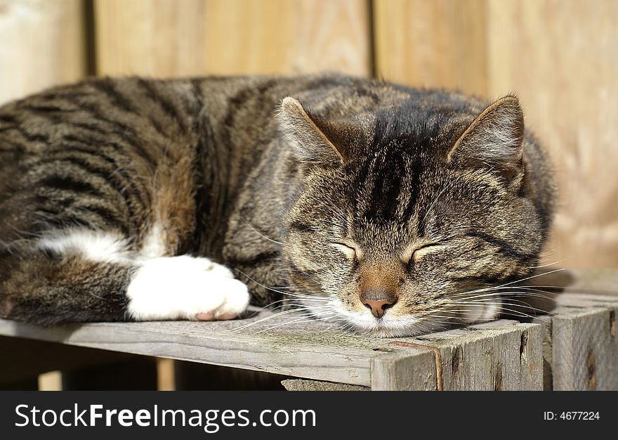 Cat sleeping peacefully on wooden crate. Cat sleeping peacefully on wooden crate.