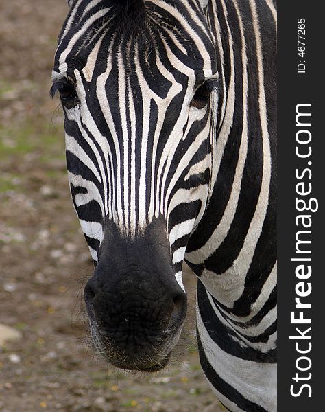 A closeup of the head of a zebra in zoo Brno in Czech republic