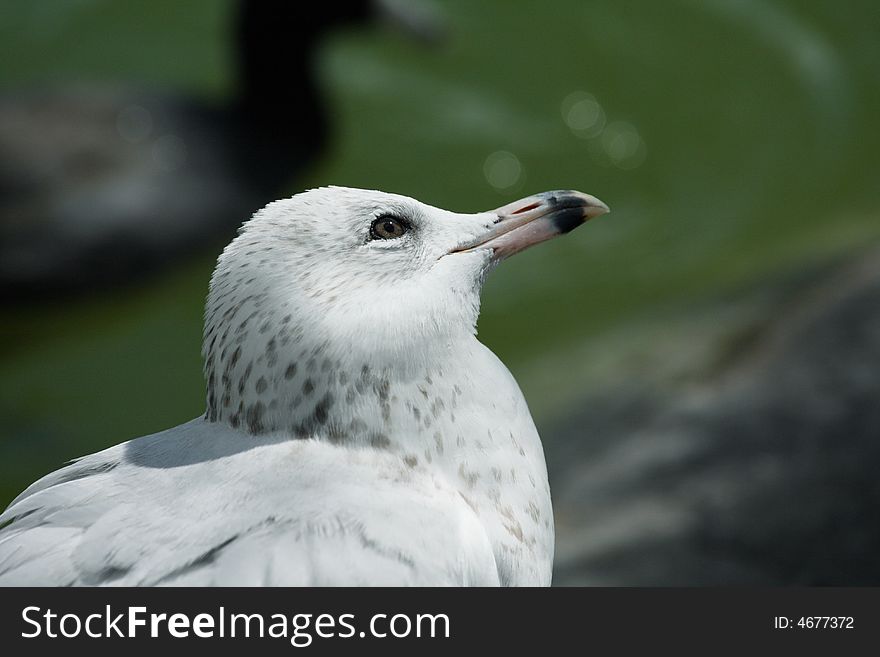 Seagull looking at the sun. Great detail focus on eye.