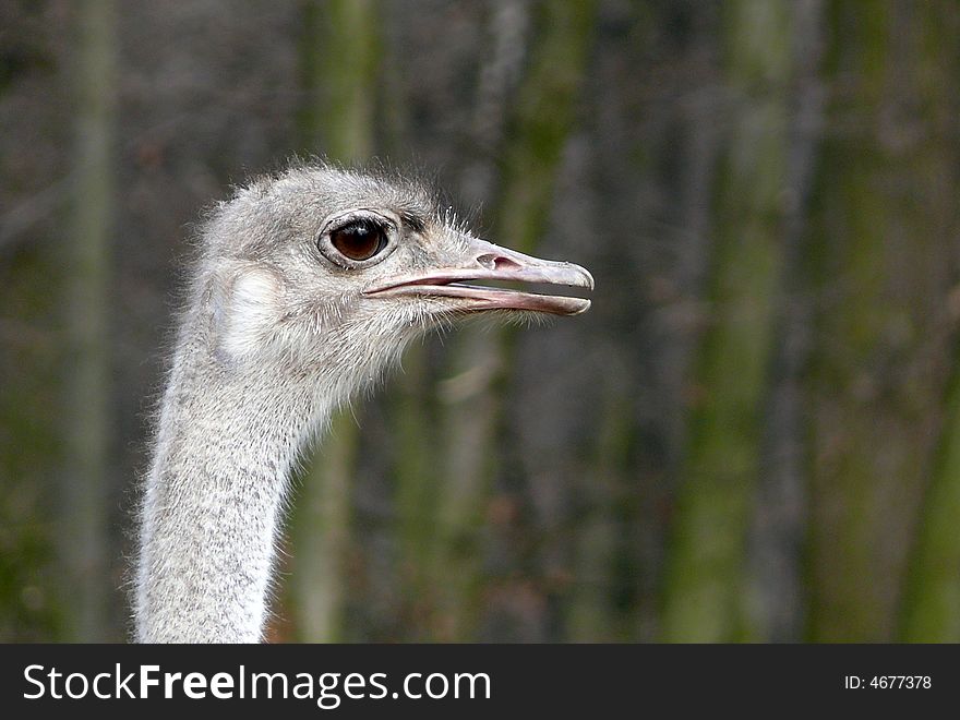 Ostrich head watching in zoo Brno in Czech republic