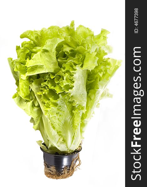 Fresh lettuce with roots in a pot isolated on white. Fresh lettuce with roots in a pot isolated on white