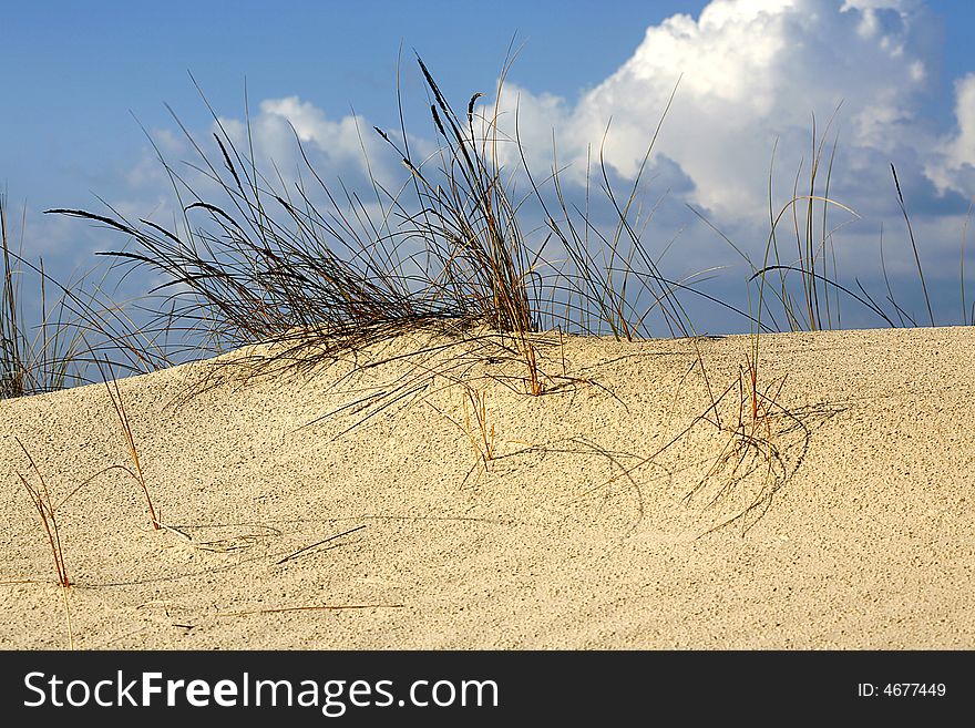 Grass in sand dunes in front of sea