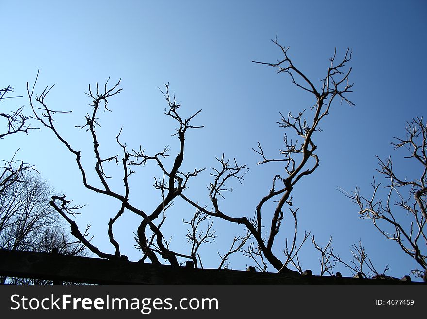 bare branches against the blue sky