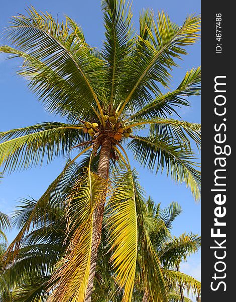 Green palm tree with coconuts still attached