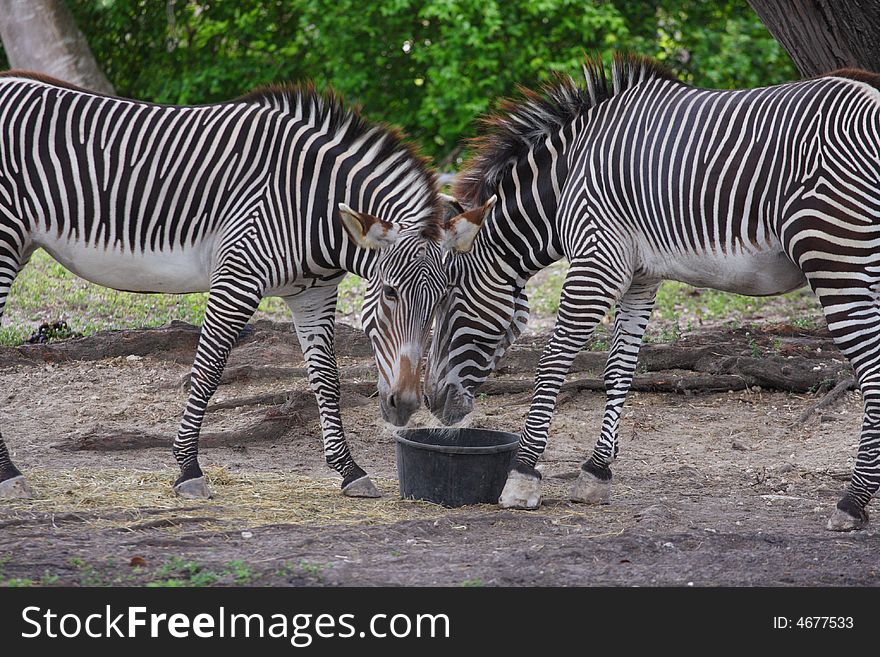 Zebra's at the local zoo sharing food in a bowl. Zebra's at the local zoo sharing food in a bowl