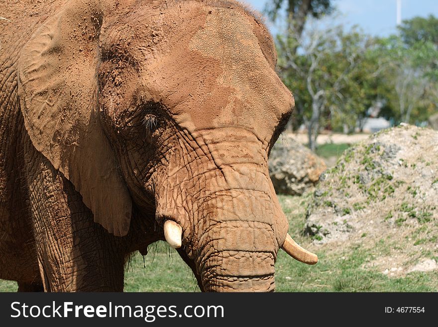 African elephant at the local zoo