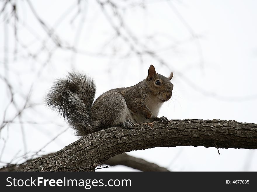 View of squirrel climbing on the tree