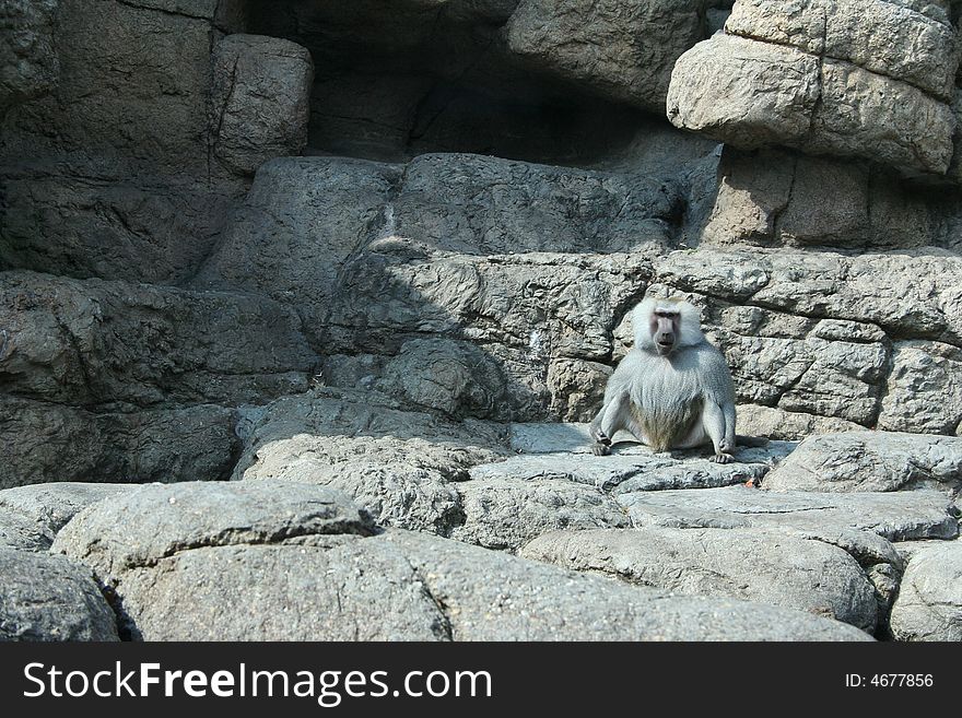 Old anubis baboon sitting on the rocks